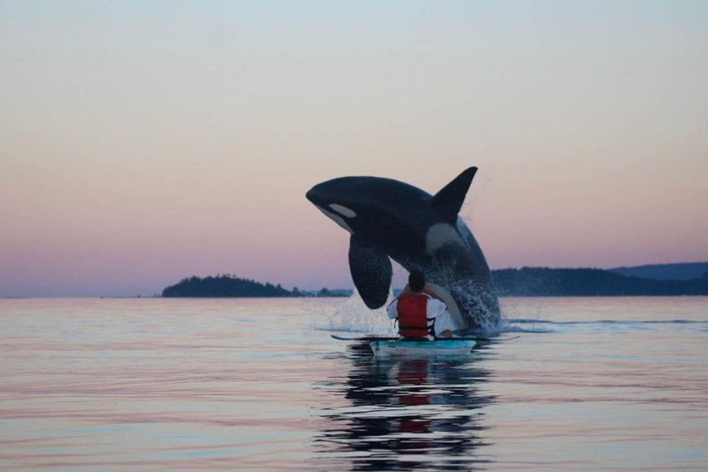 Seagull Studio Vacation Suite Sooke Bagian luar foto