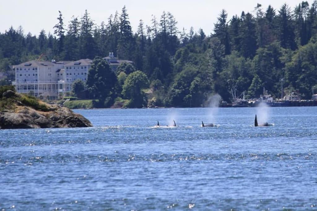 Seagull Studio Vacation Suite Sooke Bagian luar foto